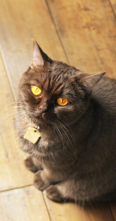 Photographie Carroussel chat gentlecat
